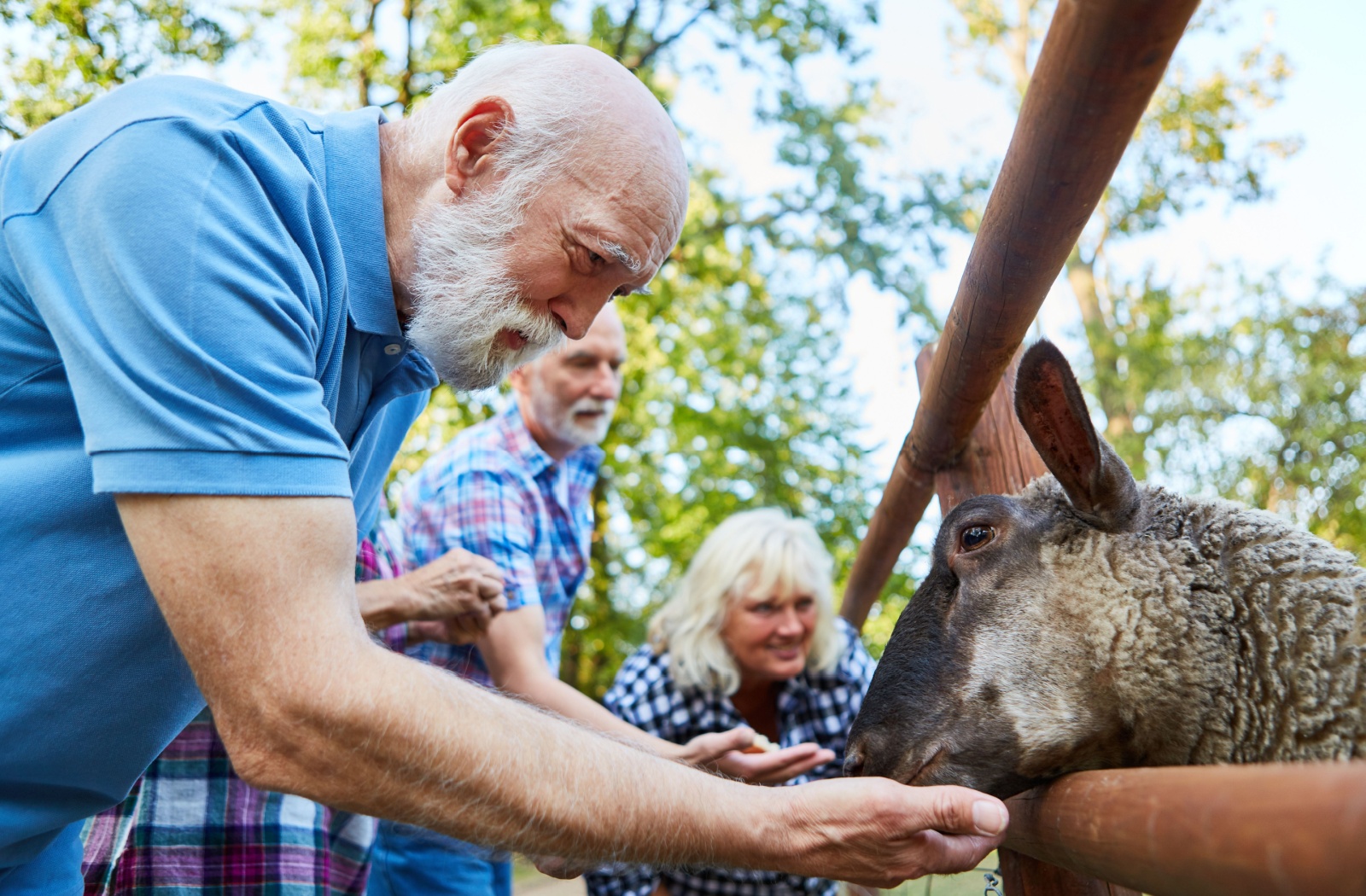 A group of 3 older adults at the Albuquerque Aquarium zoo, feeding a sheep from their hands.
