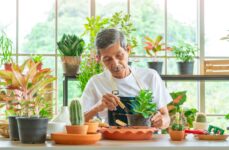 A senior gardener wearing an apron sits inside a greenhouse surrounded by plants while repotting a small green plant.